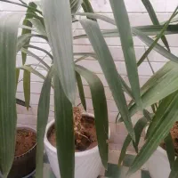 دو عدد گل زیبا به همراه گلدان سرامیکی|گل و گیاه طبیعی|اسفراین, |دیوار