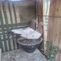 کفتر نقش و پرشی و پلاکی|پرنده|زارچ, |دیوار