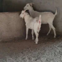 بز سانن