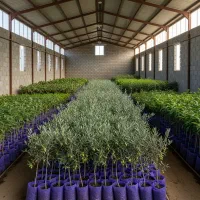 نهال زیتون با ارسال رایگان و پرداخت پس از تحویل|خدمات باغبانی و درختکاری|فیروزآباد (فارس), |دیوار