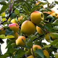 نهالونهالستان شناسه دار گیلاسی|خدمات باغبانی و درختکاری|گلبهار, نوبهار|دیوار