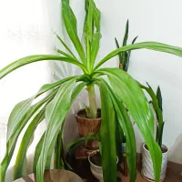 گل موزی