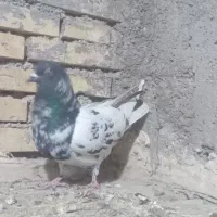 کبوتر پرشی 1روز پرش|پرنده|خرمشهر, |دیوار