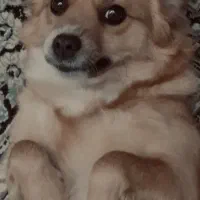 سگ نژاد میکس اشتپیز و شیتزو