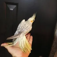 عروس هلندی گمشده