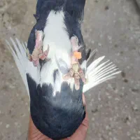 دوتا جونگ پلنگ|پرنده|زرند, |دیوار