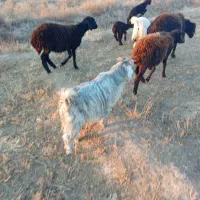 فروش دو عدد بزغاله یکی نرویکی ماده