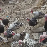 بوقلمون ماده و نر دونه1.800000