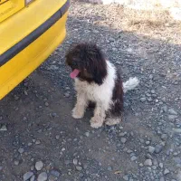 سگ پیدا شده