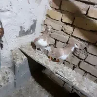 چپ زد|پرنده|شیراز, قلات|دیوار