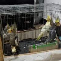 تعدادی طوطی عروس|پرنده|رشت, باهنر|دیوار