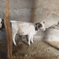 گوساله ماده