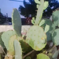 قلمه گل کاکتوس