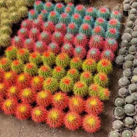 کاکتوس رنگی|گل و گیاه طبیعی|اصفهان, ارغوانیه|دیوار