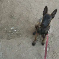 واگذاری مالینویز