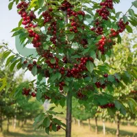 نـهاـل گــردـو پیوندی با ضمانت کیفیت|خدمات باغبانی و درختکاری|مراغه, |دیوار