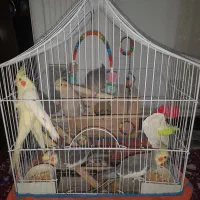 ۸عدد عروس با قفس تاب نردبان ظرف دانه ظرف آب