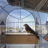 سهره قناری نر جوجه امسال|پرنده|فسا, |دیوار