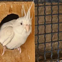 عروس|پرنده|میناب, |دیوار