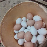 تخم مرغ محلی تازه