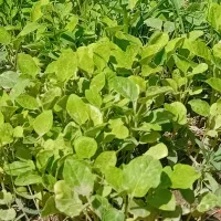 نهال محلی بادمجان