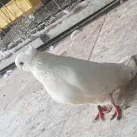 کبوتر سفید کاکل کشیده نوک جم|پرنده|قائمشهر, |دیوار