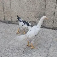 جوجه لاری