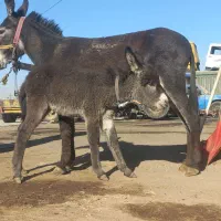 الاغ گله ای باکره ماده|حیوانات مزرعه|ری, بی‌بی شهر بانو|دیوار