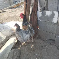 خروس جوان محلی