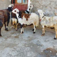 گوسفند. بره قوچ افشار|حیوانات مزرعه|بیرانوند, |دیوار