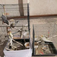 عروس هلندی|پرنده|ری, سرتخت|دیوار