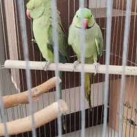 سبز پسته ایی جفت بالغ