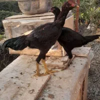 جوجه لاری|حیوانات مزرعه|ماسال, |دیوار