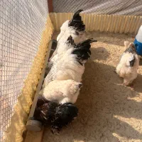 تخم نطفه دار برهما لایت ازمولدین غول پیکر|حیوانات مزرعه|کاشان, صفی آباد|دیوار