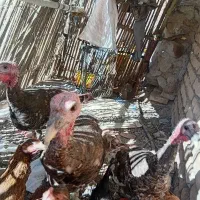 بوقلمو سالم