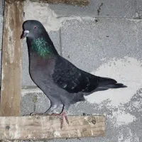 کبوتر پرشی همه چی تموم|پرنده|پارس‌آباد, |دیوار