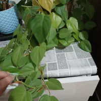 پتوس نئون|گل و گیاه طبیعی|تبریز, |دیوار