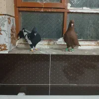 رنگی نر|پرنده|شوشتر, |دیوار