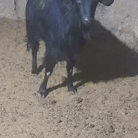 چبش ماده کهره بز ومیش جوان|حیوانات مزرعه|مرودشت, ده بید|دیوار