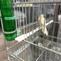 قناری ماده|پرنده|ری, دولت‌آباد|دیوار