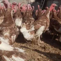 فروش بوقلمون جوان ۴تا۶کیلو