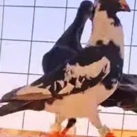 کفتر باخت خورده پلنگ