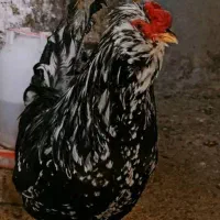 فروش تعدادی خروس گلین لری|حیوانات مزرعه|شیراز, شهرک گلستان|دیوار