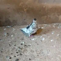 کبوتر|پرنده|تربت‌حیدریه, بالا ولایت|دیوار