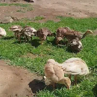 ۳۴ روز طبیعی بزرگ شدند فقط ۶۰۰
