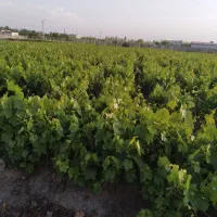 نهال انگور قرمزی کشمش سفید ومویز بیدانه ۱و۲ساله|خدمات باغبانی و درختکاری|نوشین شهر, |دیوار