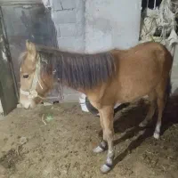 اسب جوان نژاد دار