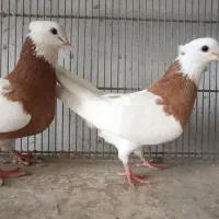 طوقی اجری درجه 1بلند