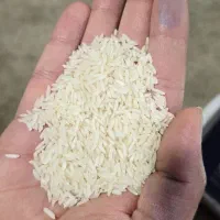 هاشمی درجه یک