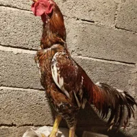 مرغ و خروس لاری